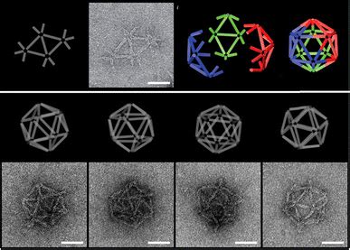 Design And Characterisation Of A Modular Dna Origami Icosahedron Scale