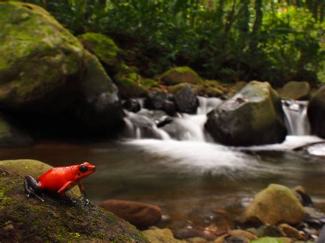 Low-Light Wildlife Photography Tips for Beginners