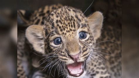 Leopard Cub