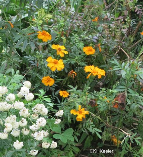 A Wandering Botanist Plant Story Marigolds In History Pot Marigolds