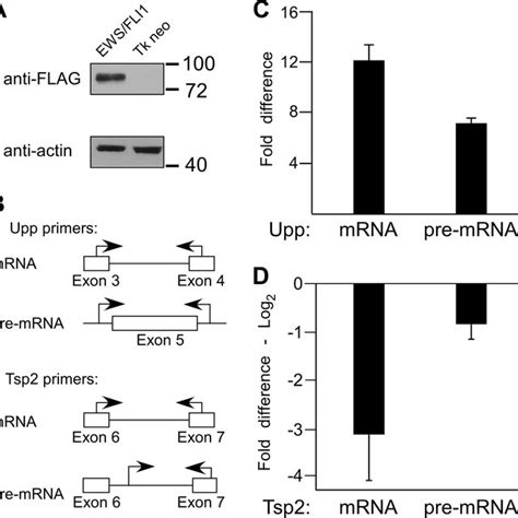 Ewsfli1 Can Modulate Target Gene Pre Mrna And Mrna Expression In Nih