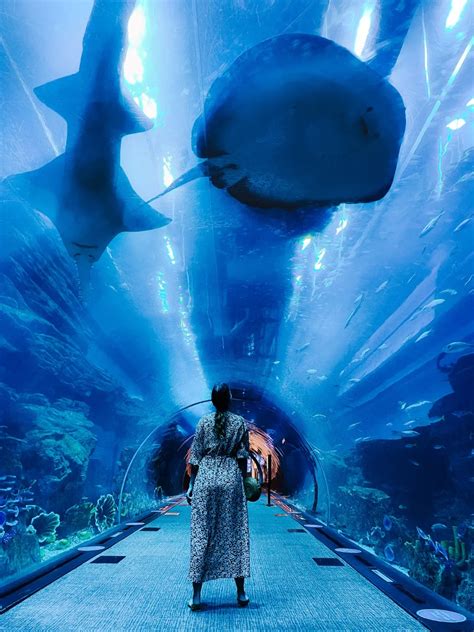 dubai mall aquarium tunnel