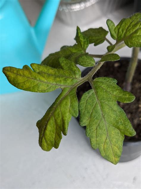 Help Identifying Tomato Seedling Problem (gardening for beginners forum