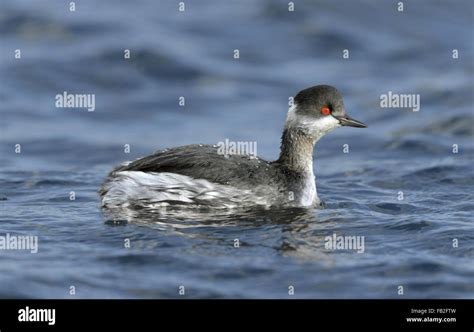 Black Necked Grebe Swimming Hi Res Stock Photography And Images Alamy