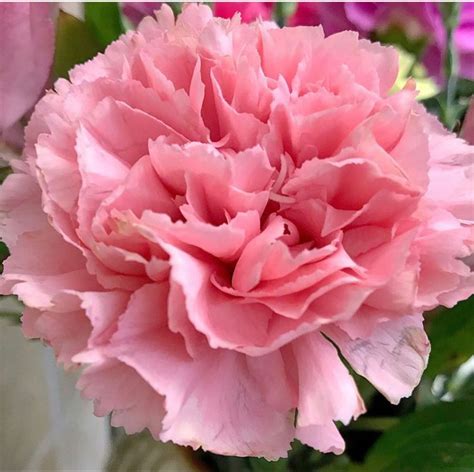 Buy Pink Carnation Flowers Online Perfect For Weddings Pink