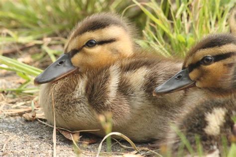 Mallard Ducklings If You Need A Dose Of Cuteness Today Bonnie