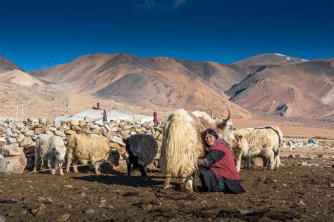 Exploring the Ladakhi Nomadic Lifestyle: Traditions of the Changpa Nomads