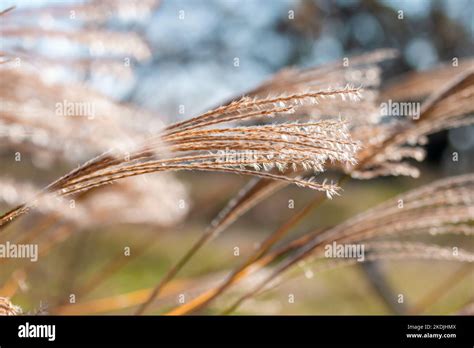 Eulalia Miscanthus Sinensis Flowers In November Gard France Stock