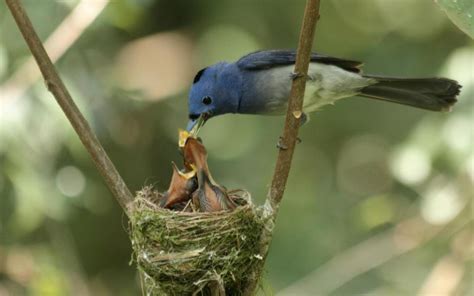 Colorful Bird Feeding Babies wallpaper | animals | Wallpaper Better