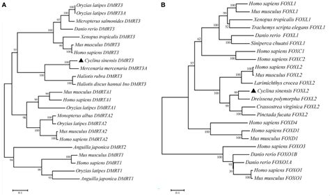 Frontiers Characterization Expression Profiling And Estradiol