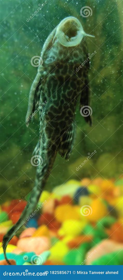 Aquarium, Crocodilefish Crocodile Fish Beautiful Stock Image - Image of ...