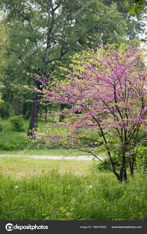 Landscape with blooming Redbud Tree ⬇ Stock Photo, Image by © mallivan #186279282