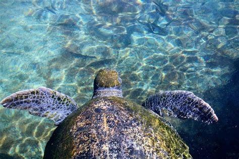 Premium Photo | High angle view of turtle in swimming pool