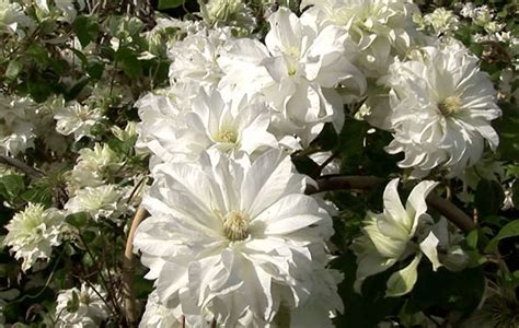 Double Clematis