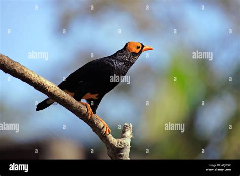 Single Faced Hi Res Stock Photography And Images Alamy