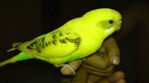 Cara Beternak Burung Parkit Agar Cepat Bertelur Bagi Pemula Fauna Id