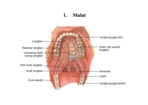 Organ Sistem Pencernaan Manusia Docx