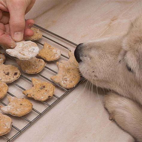 Hundekekse Selber Machen Hundeleckerli Schnell Und Einfach In 2022