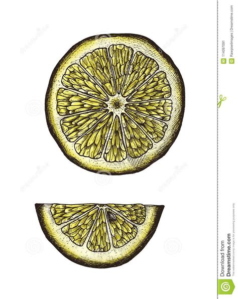 Hand Drawn Slice Of Lemon Stock Illustration Illustration Of Sketch