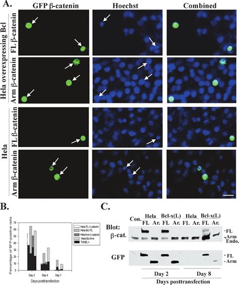 The Overexpression Of Bcl X L Partially Inhibits The Apoptotic Effects