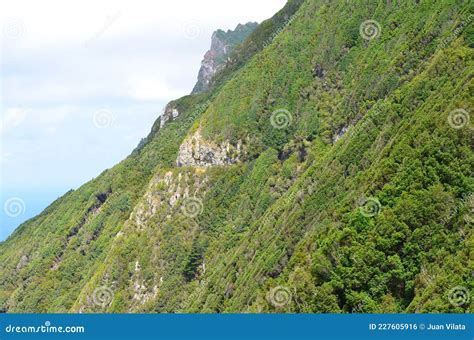 último Trecho De Floresta Litorânea De Laurisilva Ao Longo Da Vereda Da