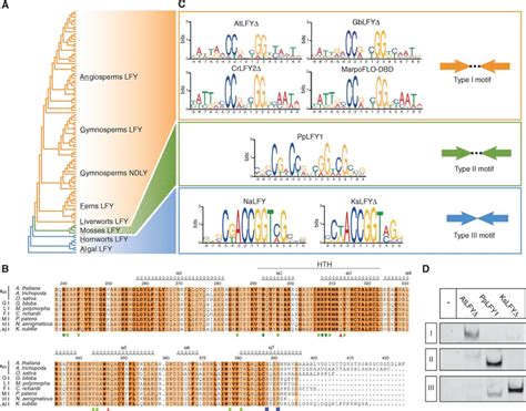 A Promiscuous Intermediate Underlies The Evolution Of LEAFY DNA Binding