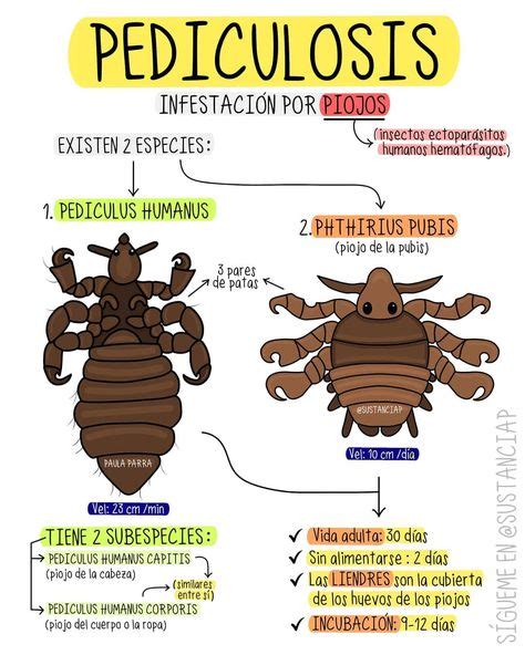 10 Ideas De Pediculosis Pediculosis Piojos Liendres