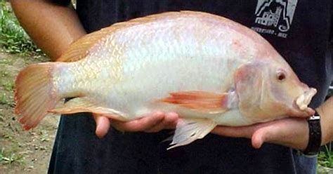 La Súper Tilapia Roja Mexicana” El Pargo Unam Cumplió 14 Años De Su