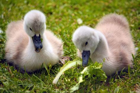 What Is a Baby Swan Called? - Facts and Pictures!