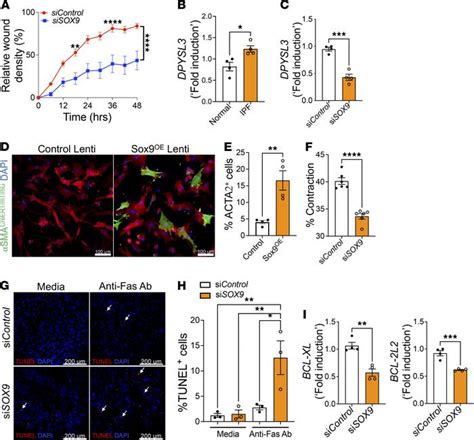 Jci Insight Dysregulated Overexpression Of Sox Induces Fibroblast