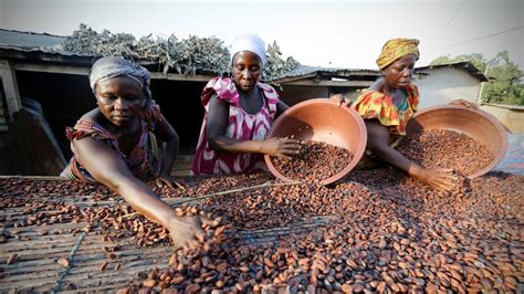 Crise du cacao en Côte d Ivoire et au Ghana des livraisons