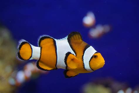 Clownfish Habitat: Everything You Need To Know - MarinePatch