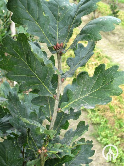 Quercus Robur Zomereik Boomkwekerijen M Van Den Oever Zonen