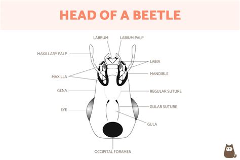 Beetle Anatomy - Body Parts of Beetles With Diagrams