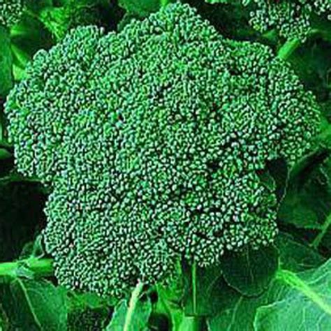 Di Cicco Broccoli - 1 g ~350 Seeds - Non-GMO, Open Pollinated, Heirloom
