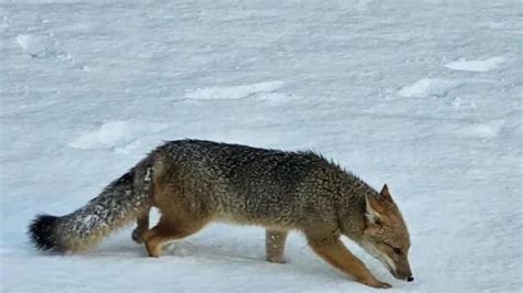 El Parque Nacional Nahuel Huapi Advierte Por La Presencia De Fauna