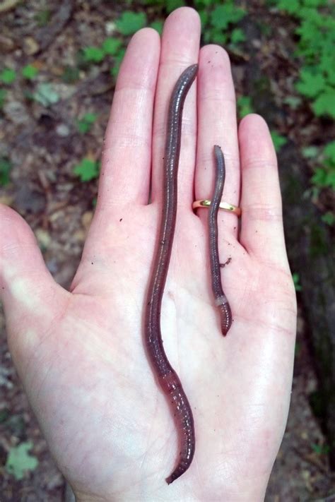 Invasive Jumping Worms Continue To Spread Winnebago County