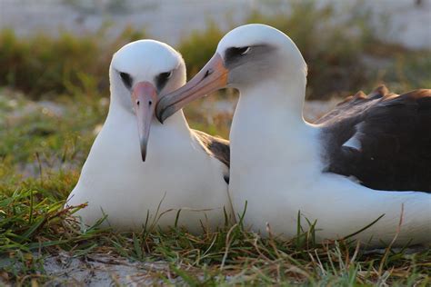 Wisdom The Laysan Albatross And Worlds Oldest Known Breeding Bird