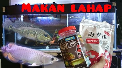 Memberi Makan Ikan Predator Dengan Pelet Mizuho Dan Maggot Youtube