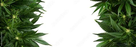 Banner background marijuana plants isolated on transparent Stock Photo ...