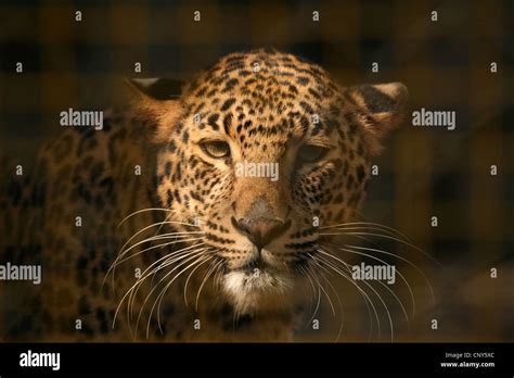 Leopard Panthera Pardus In The Central Zoo In Kathmandu Nepal Stock