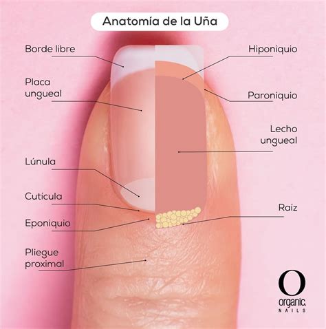 Organic Nails on Instagram Conoces la anatomía de la uña natural