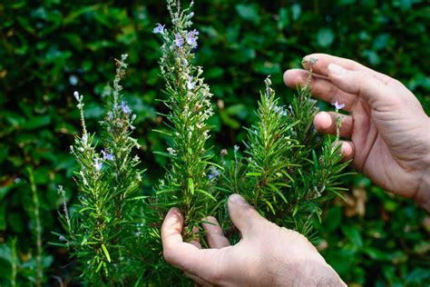 Rosmarino Sul Balcone Segreti E Tecniche Per Una Pianta Aromatica Che Dura