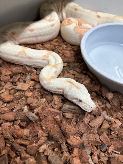 Super Hypo Kahl Sunglow Proven Breeder Female Boa Constrictor By