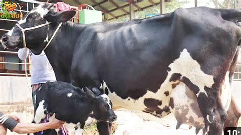 ২০ লিটার দুধের গাভী অবিশ্বাস্য কমদামে বিক্রি হচ্ছে হলিষ্টিন ফ্রিজিয়ান