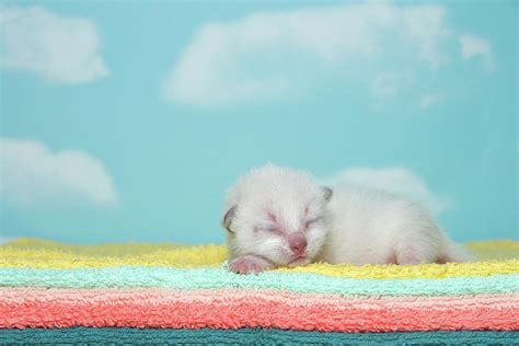 Newborn Siamese Kitten Sleeping Photograph by Sheila Fitzgerald - Fine Art America