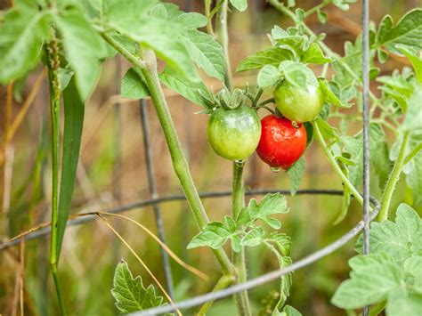 7 árboles frutales que necesitan mucho sol y 4 que no HuertoyGarden