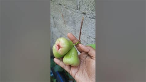 Water Apple Tree 🌳 Flower 🌼 Fruits 🍐🍐 Neeru Jamakaya Yummy Fruits 😋😋😋