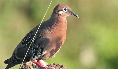 9 Hewan Langka Unik Dan Aneh Yang Hanya Hidup Di Kepulauan Galapagos