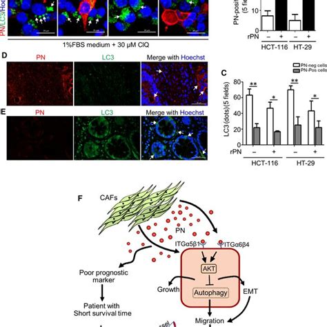 Pn And Autophagy In Crc Cell Lines Ac Crc Cells Hct And Ht